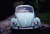 Beetle