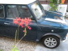 Mini Mayfair